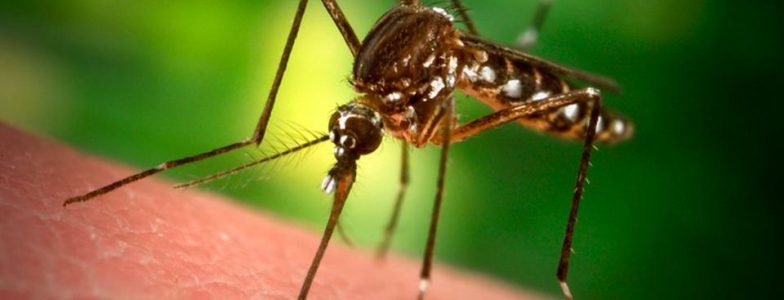 Malaria And Dengue Control 2