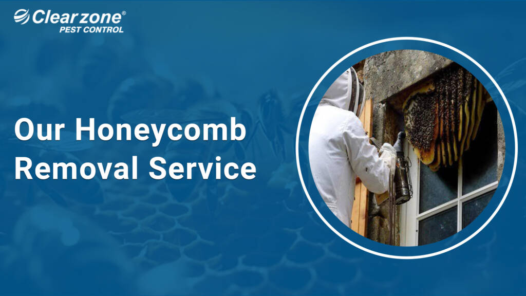 Honeycomb Removal Service