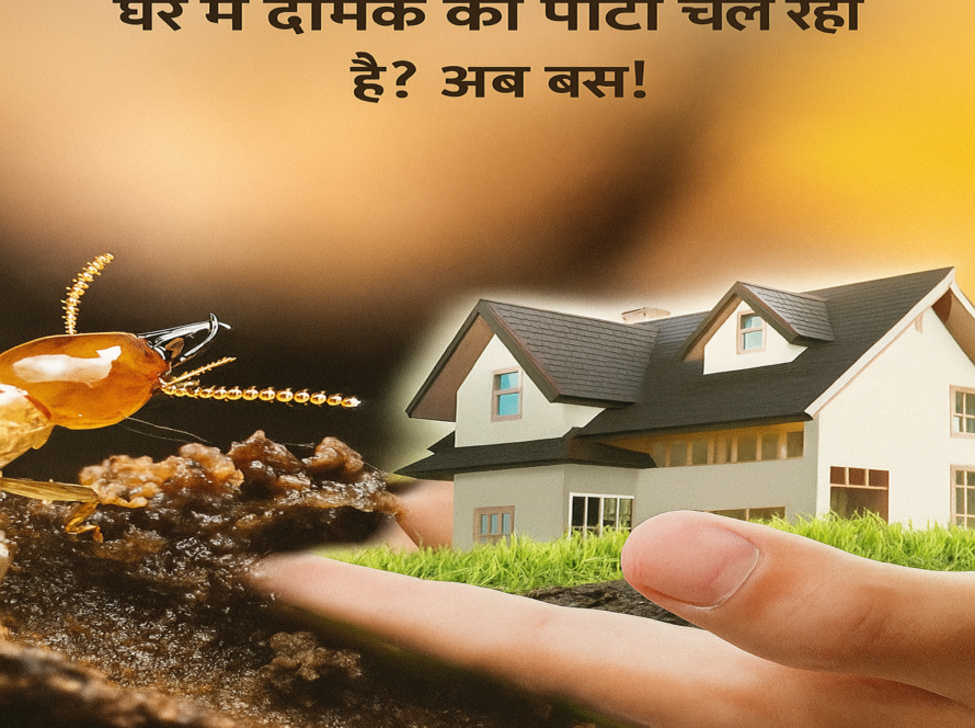 Ahmedabad Anti Termite Treatment | ClearZone Pest Control