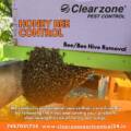 Honey Bee Removal Services in Ahmedabad