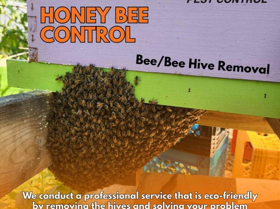 Honey Bee Removal Services in Ahmedabad