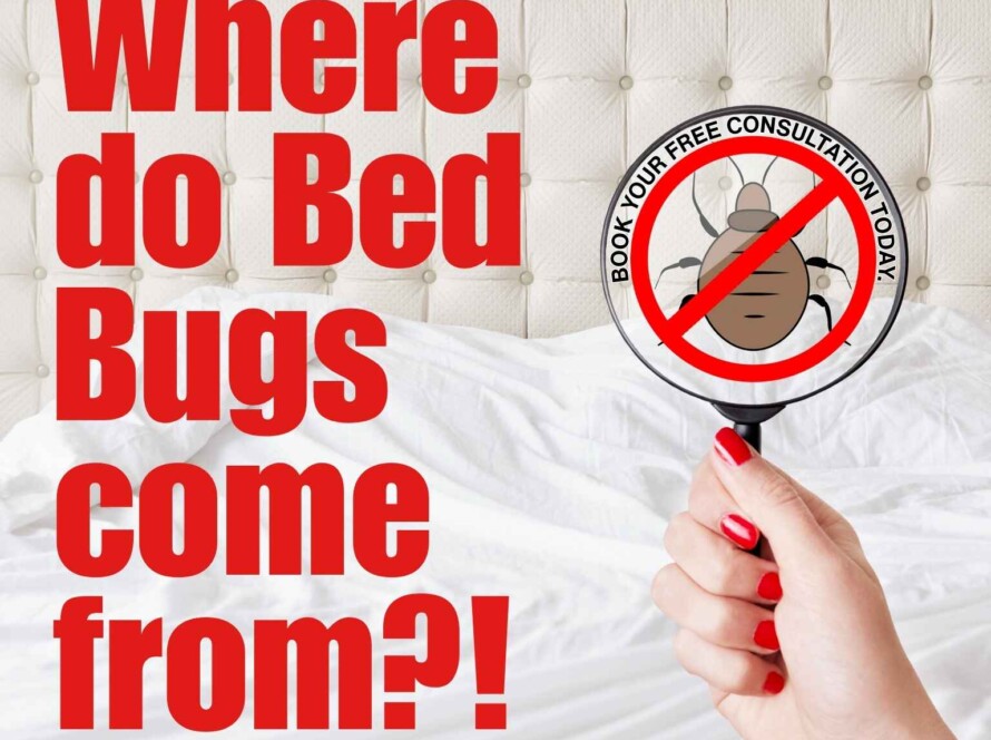 Bed bug awareness image for Effective Bed Bug Treatment