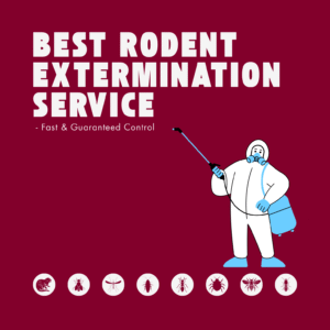 Best Rodent Extermination Service—Fast & Guaranteed Control